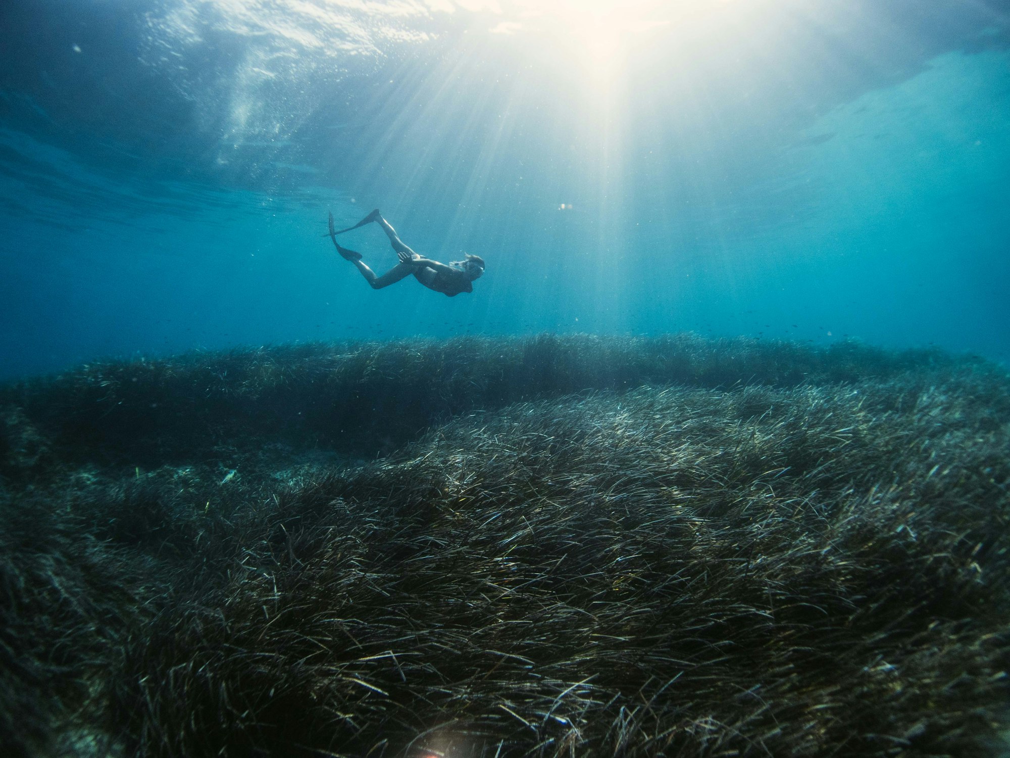 Could Seagrass be a solution to climate change?
