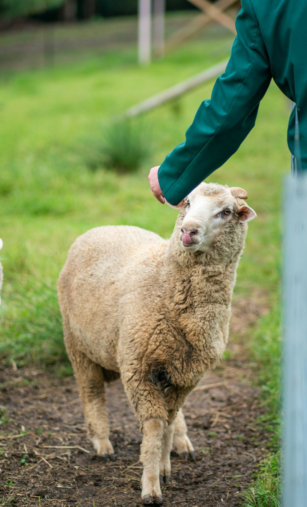 person in blue jacket holding white sheep during daytime