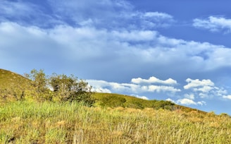 Rolling hills covered with grass and sparse shrubs under a blue sky with scattered white clouds.