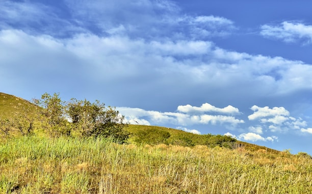 Rolling hills covered with grass and sparse shrubs under a blue sky with scattered white clouds.