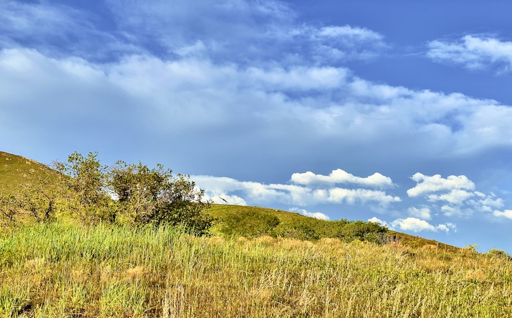 green grass field under blue sky during daytime