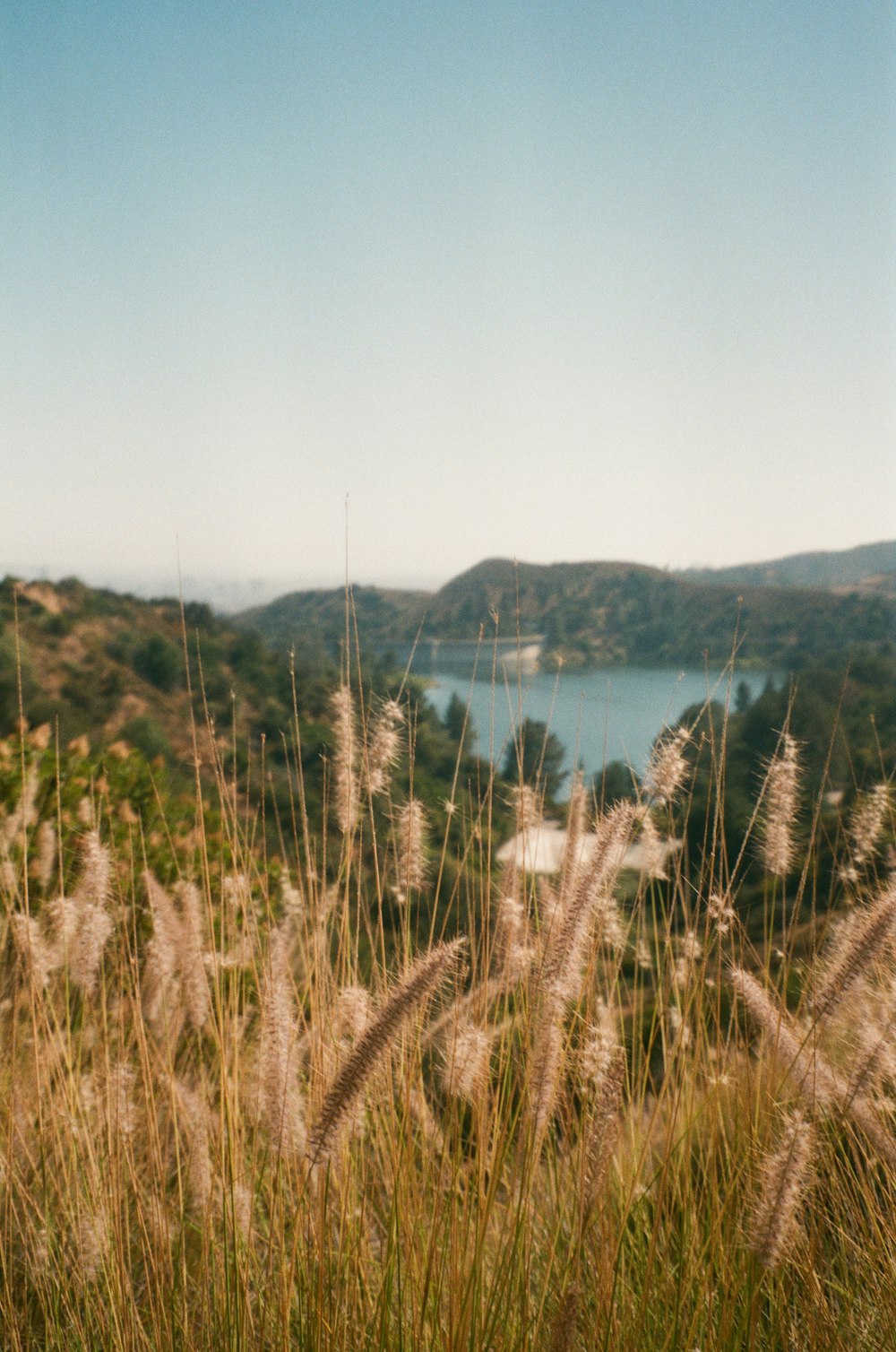 green and brown grass near body of water during daytime