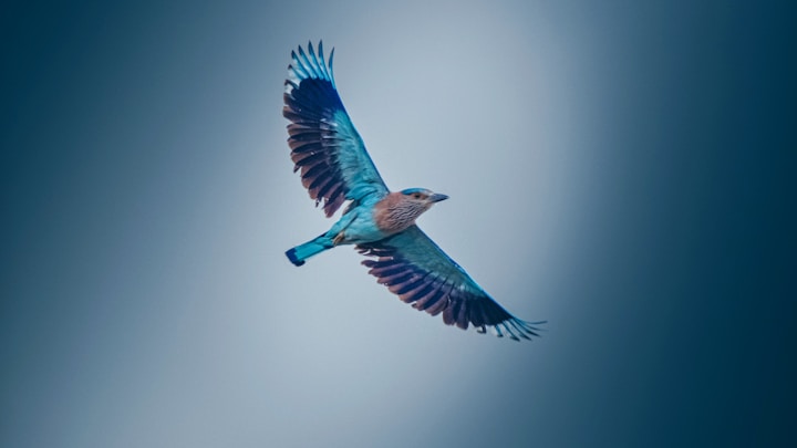 blue and black bird flying