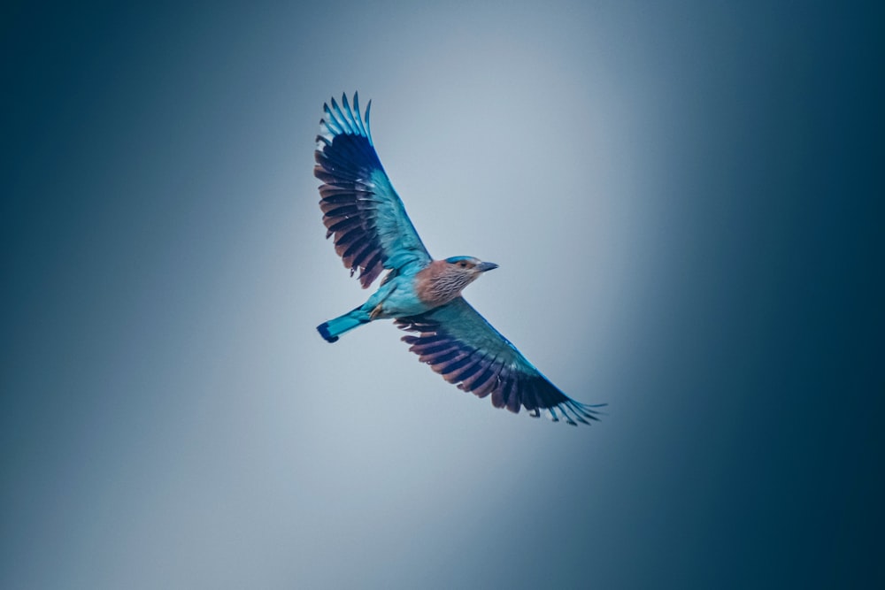 파란색과 검은 색 새가 날아 다닙니다.