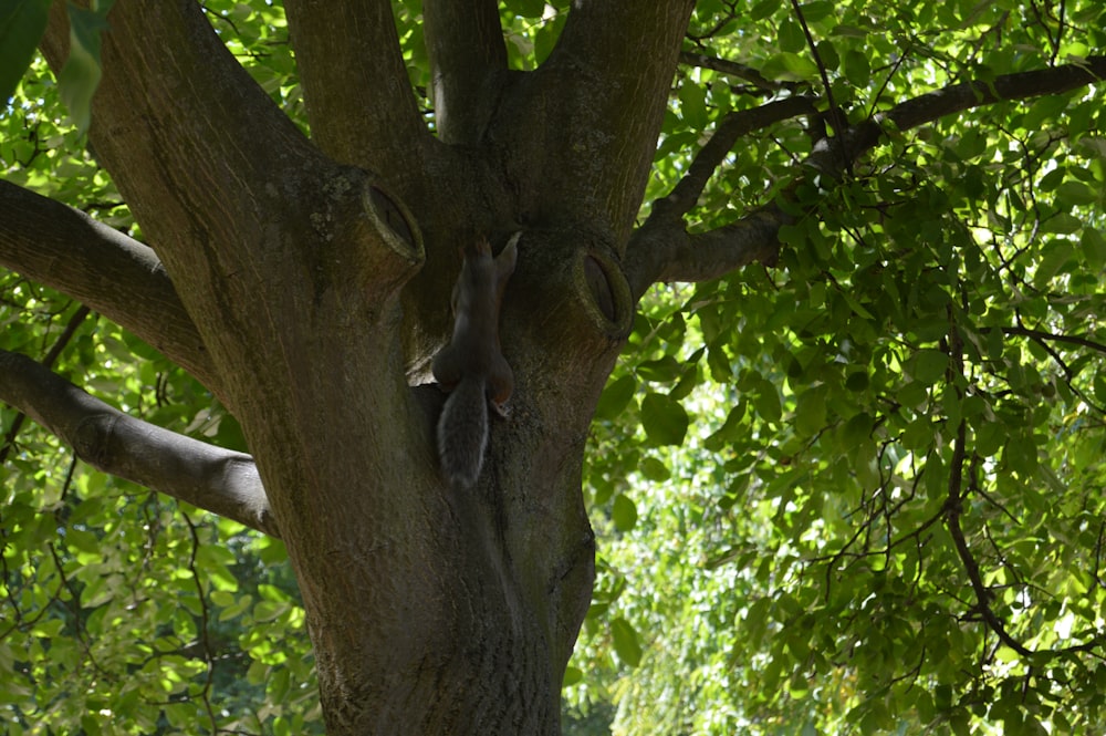 grey elephant on brown tree