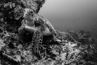 A sea turtle rests on a rocky underwater surface surrounded by various marine plants. Its shell is intricately patterned, and its flippers are poised as if mid-motion. The background fades into the dim, vast ocean depths.
