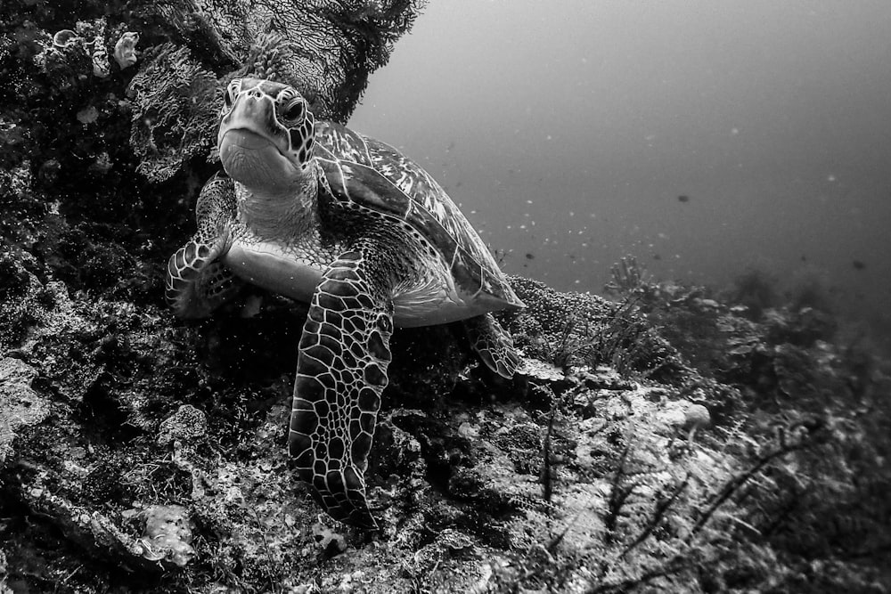 brown and black turtle under water