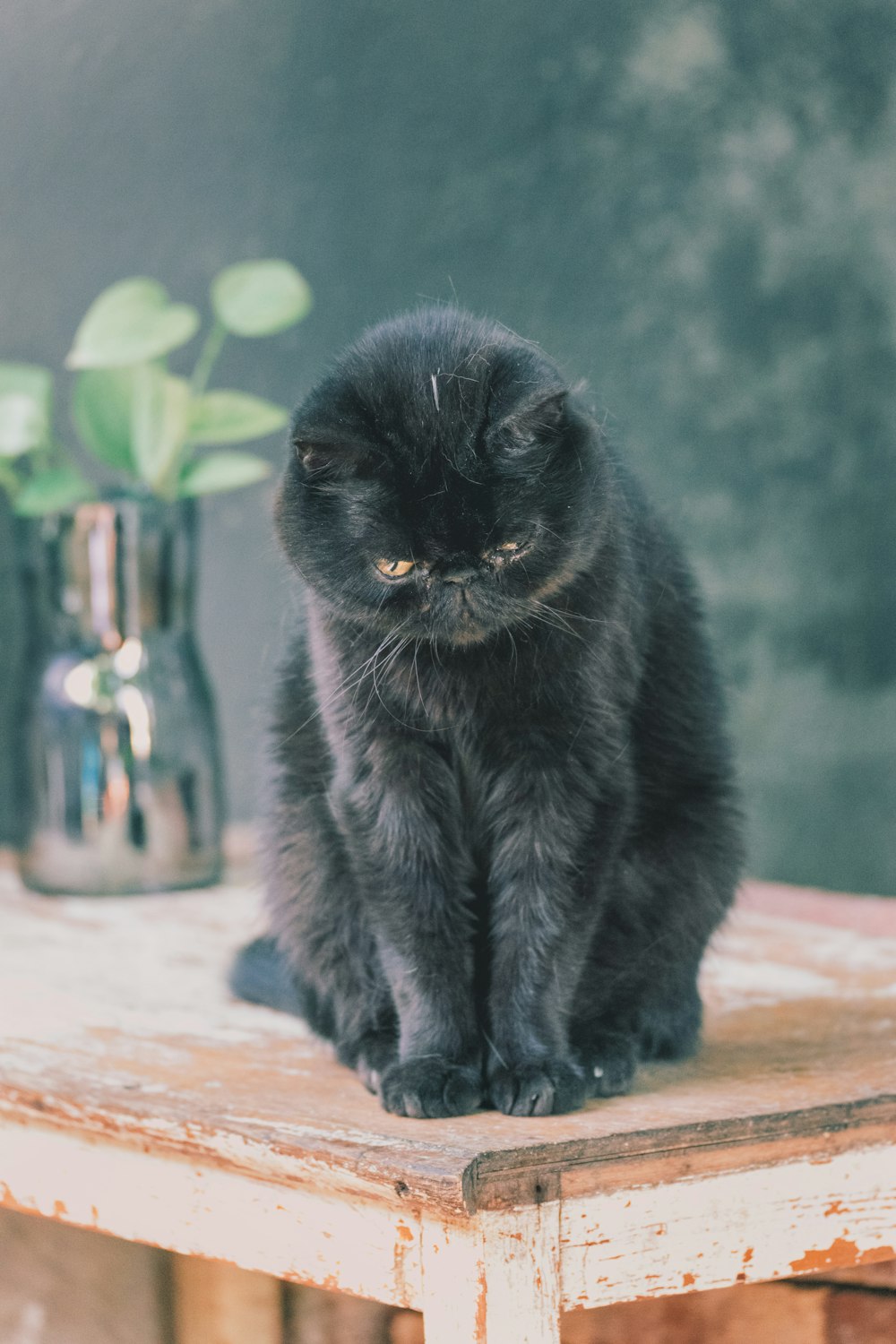 black cat on brown wooden table