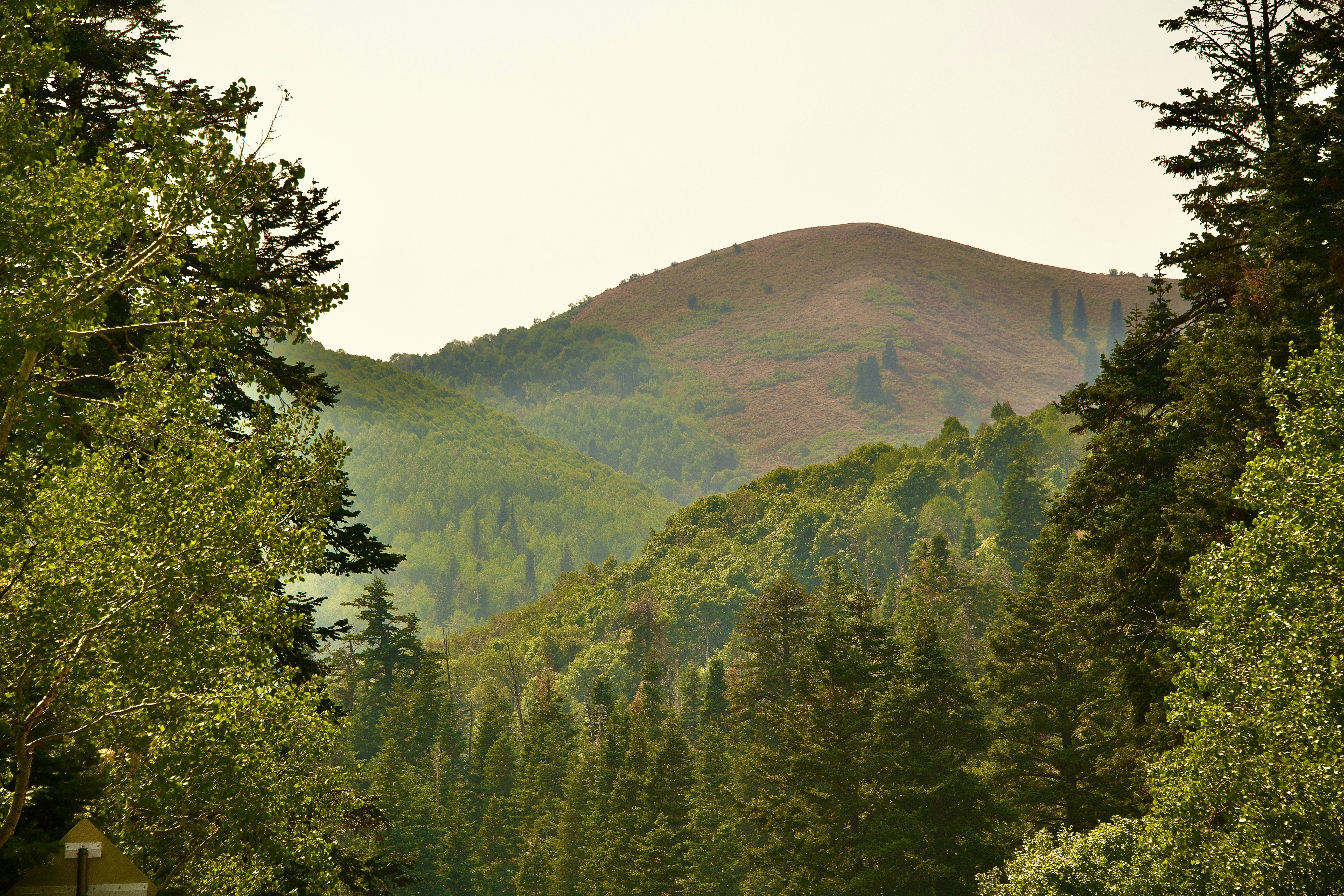 green trees on mountain during daytime