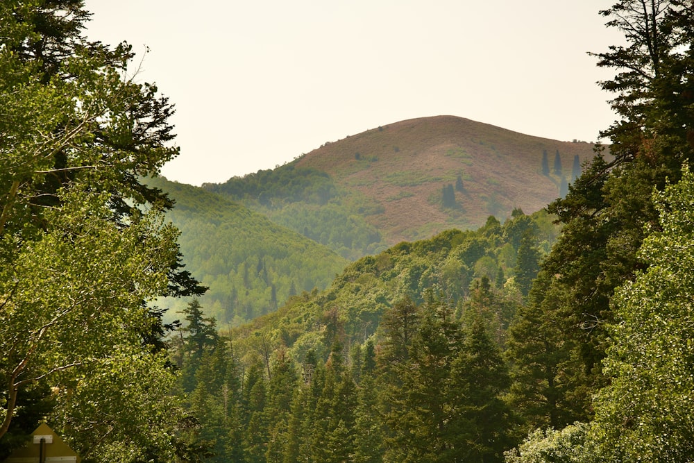 昼間の山の緑の木々