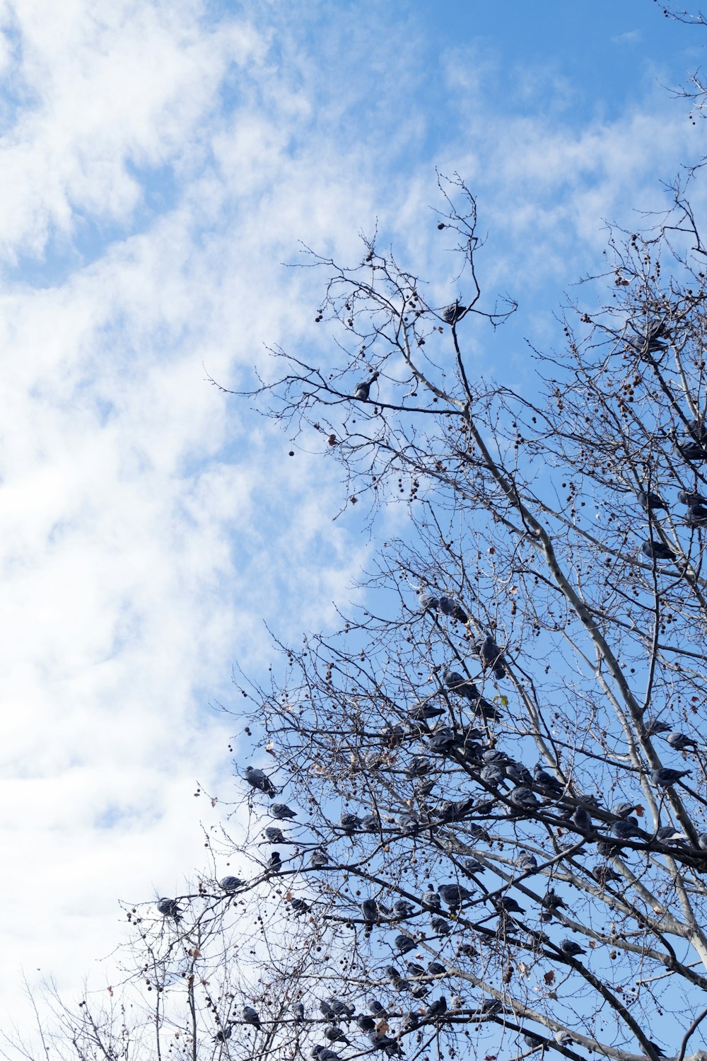 leafless tree under white clouds and blue sky during daytime