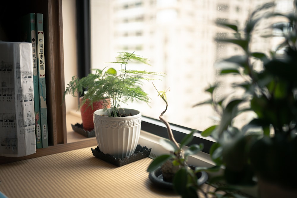 green potted plant on brown wooden table