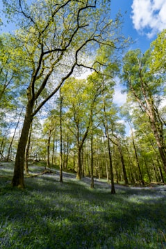 A serene forest scene with tall trees reaching upwards, their branches intertwining against a backdrop of a blue sky with scattered clouds. The forest floor is covered in lush greenery with patches of soft blue flowers, creating a tranquil and inviting atmosphere.