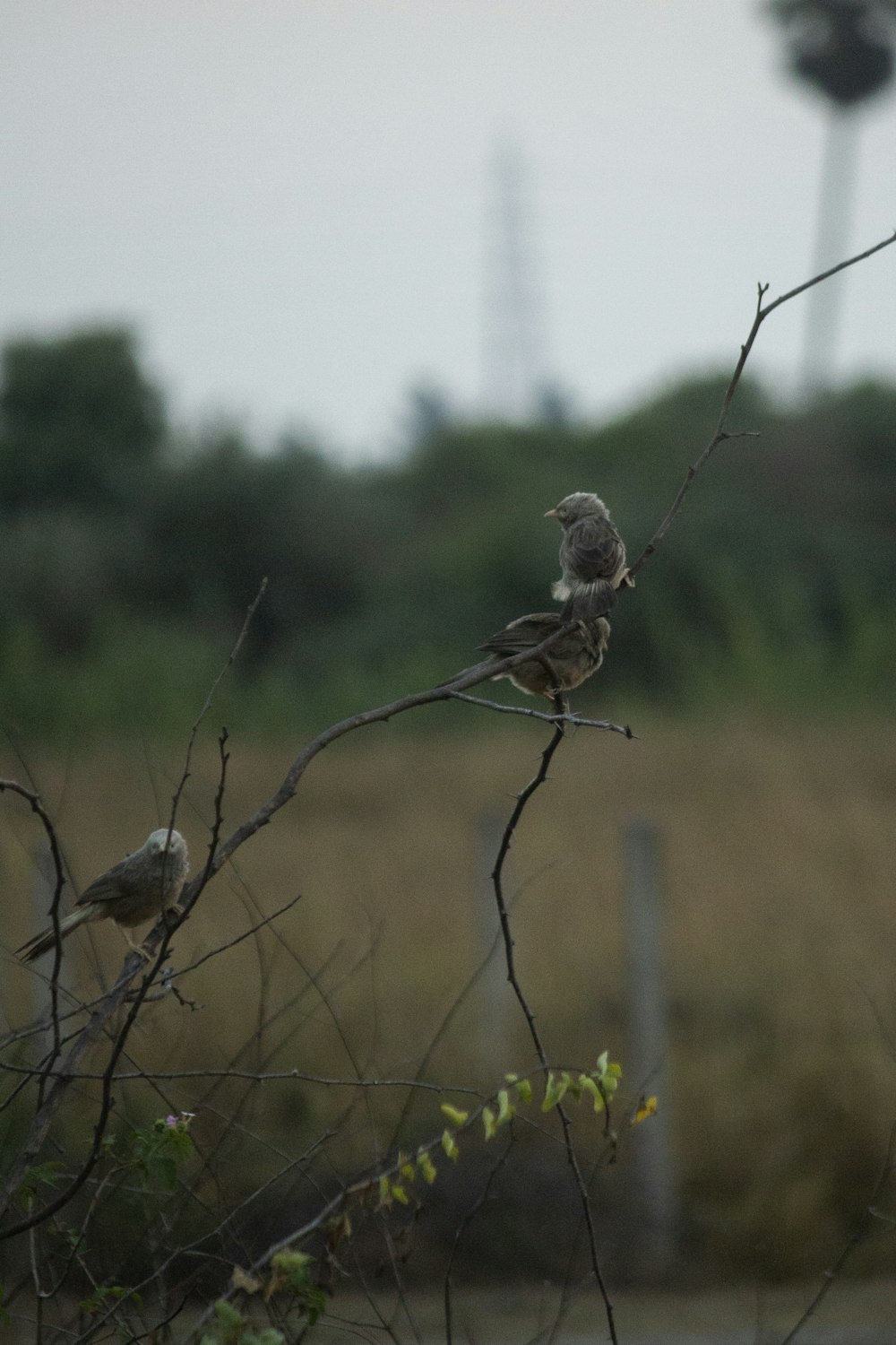 two birds perched on brown tree branch during daytime