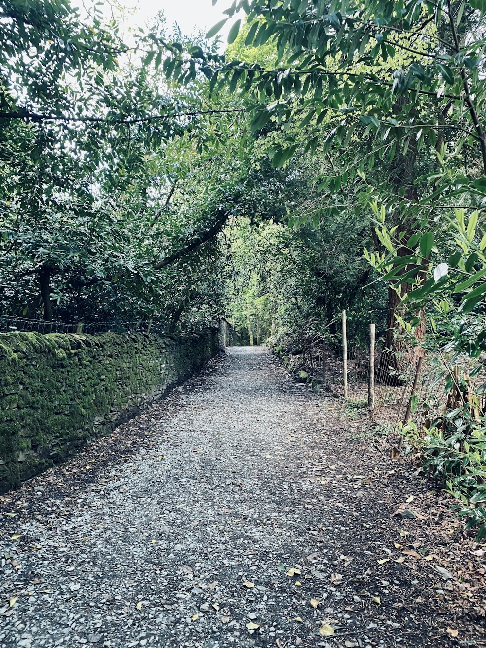 gray dirt road between green trees during daytime