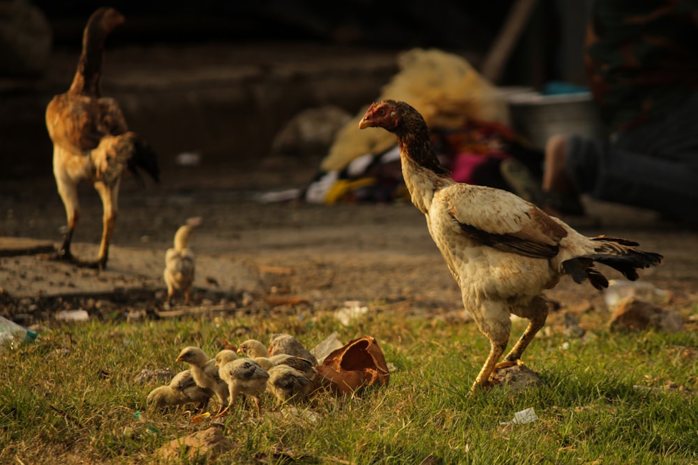 flock of brown and white birds on green grass during daytime