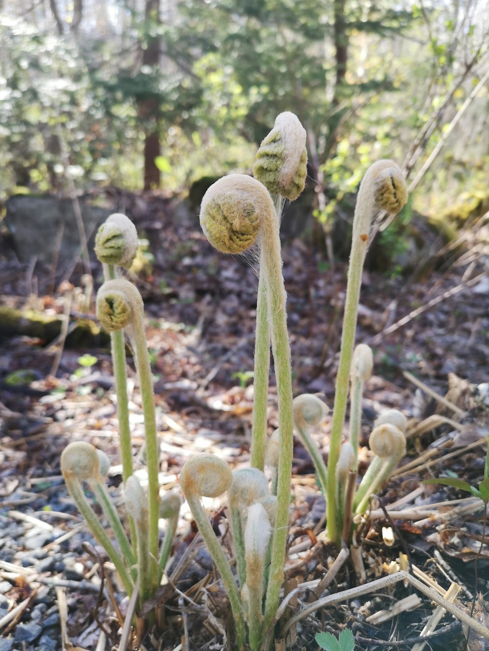 green and white plant during daytime