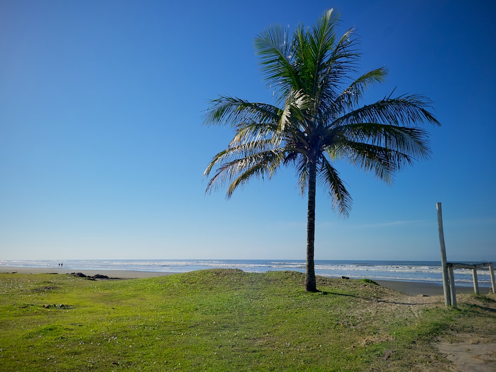green palm tree on green grass field near sea during daytime