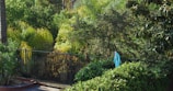 A lush garden area featuring various types of greenery including bushes, trees, and flowering plants. A black metal fence runs across the middle, partially obscured by the foliage. A piece of blue fabric or cloth hangs over the fence, adding a splash of color amidst the greens. The sunlight filters through the leaves creating a natural, peaceful atmosphere.