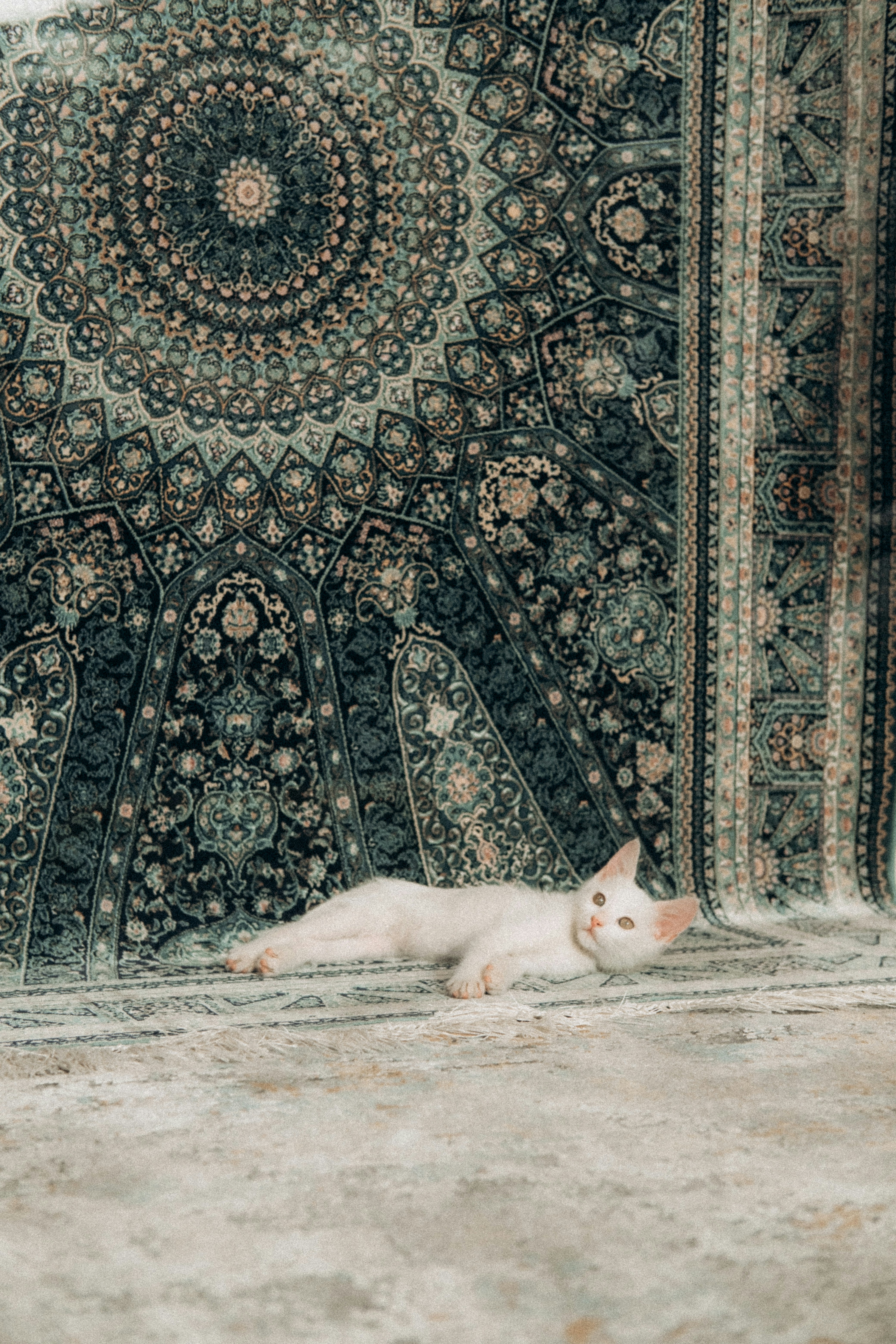 Persian Cats Develop Their Signature Elegance (image credits: unsplash)