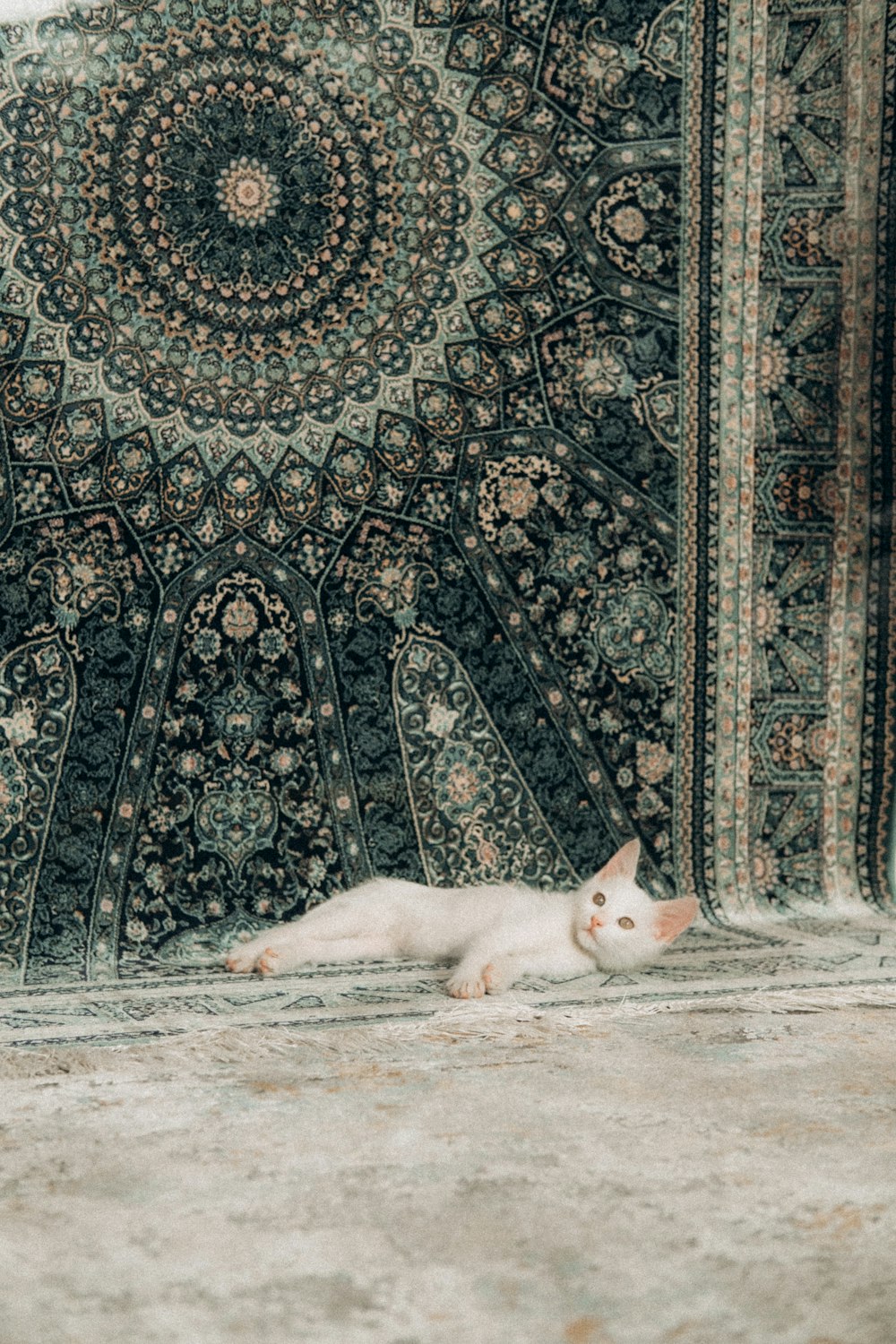 white cat lying on floor