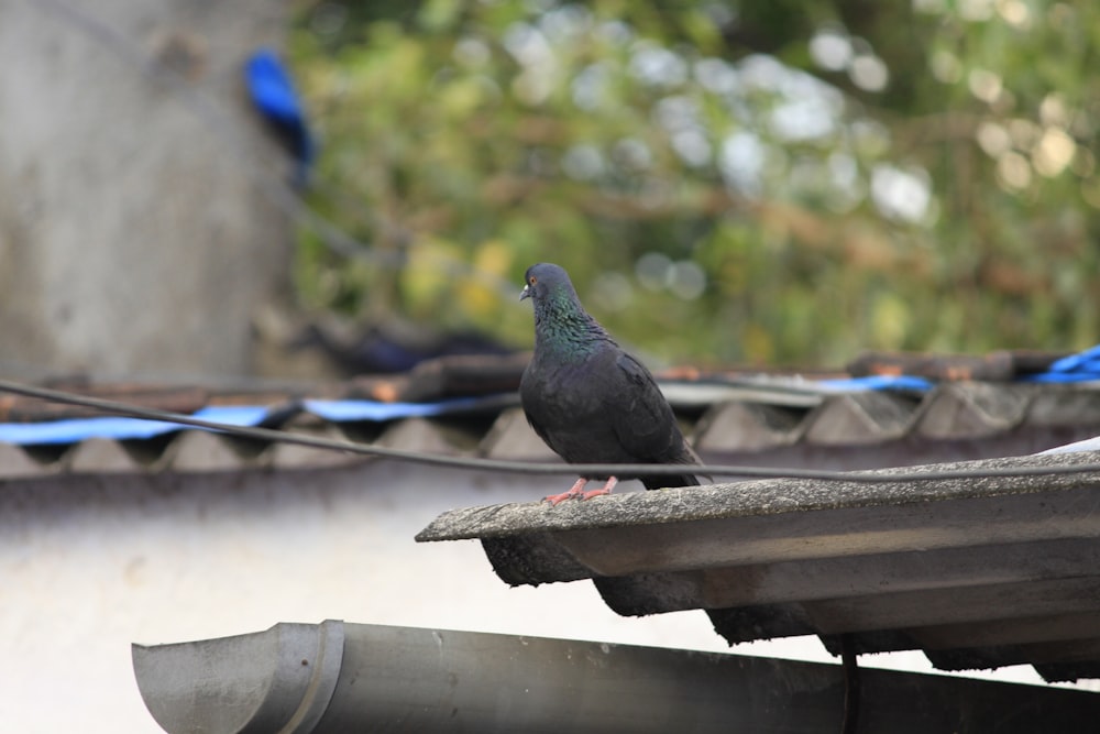 schwarze Taube auf brauner Holzoberfläche