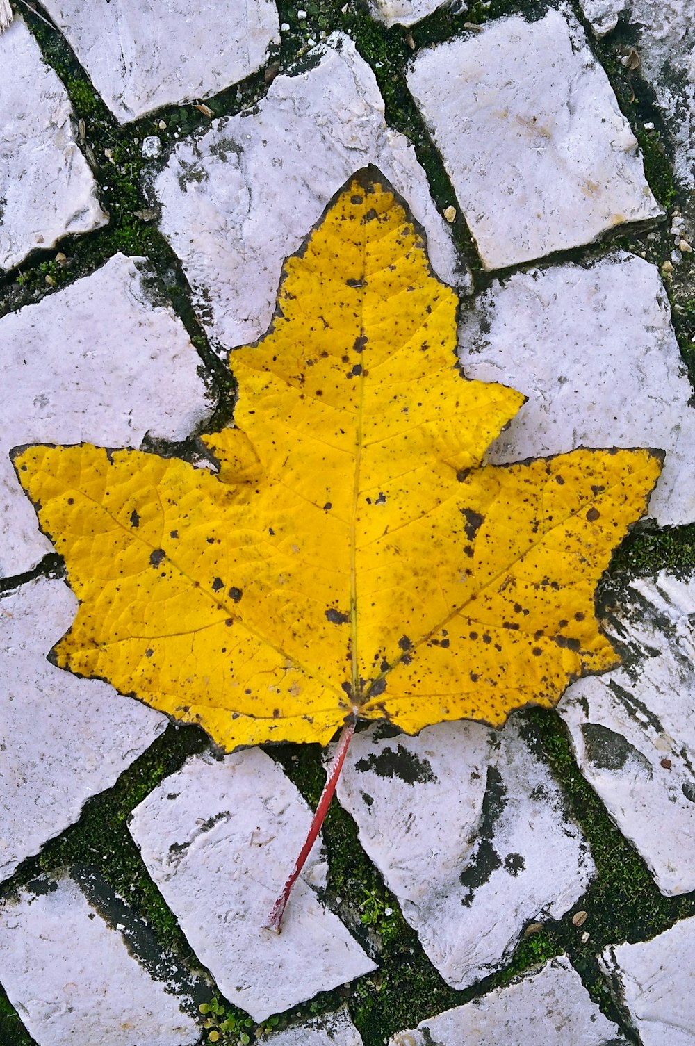 hoja de arce amarillo sobre pavimento de hormigón gris