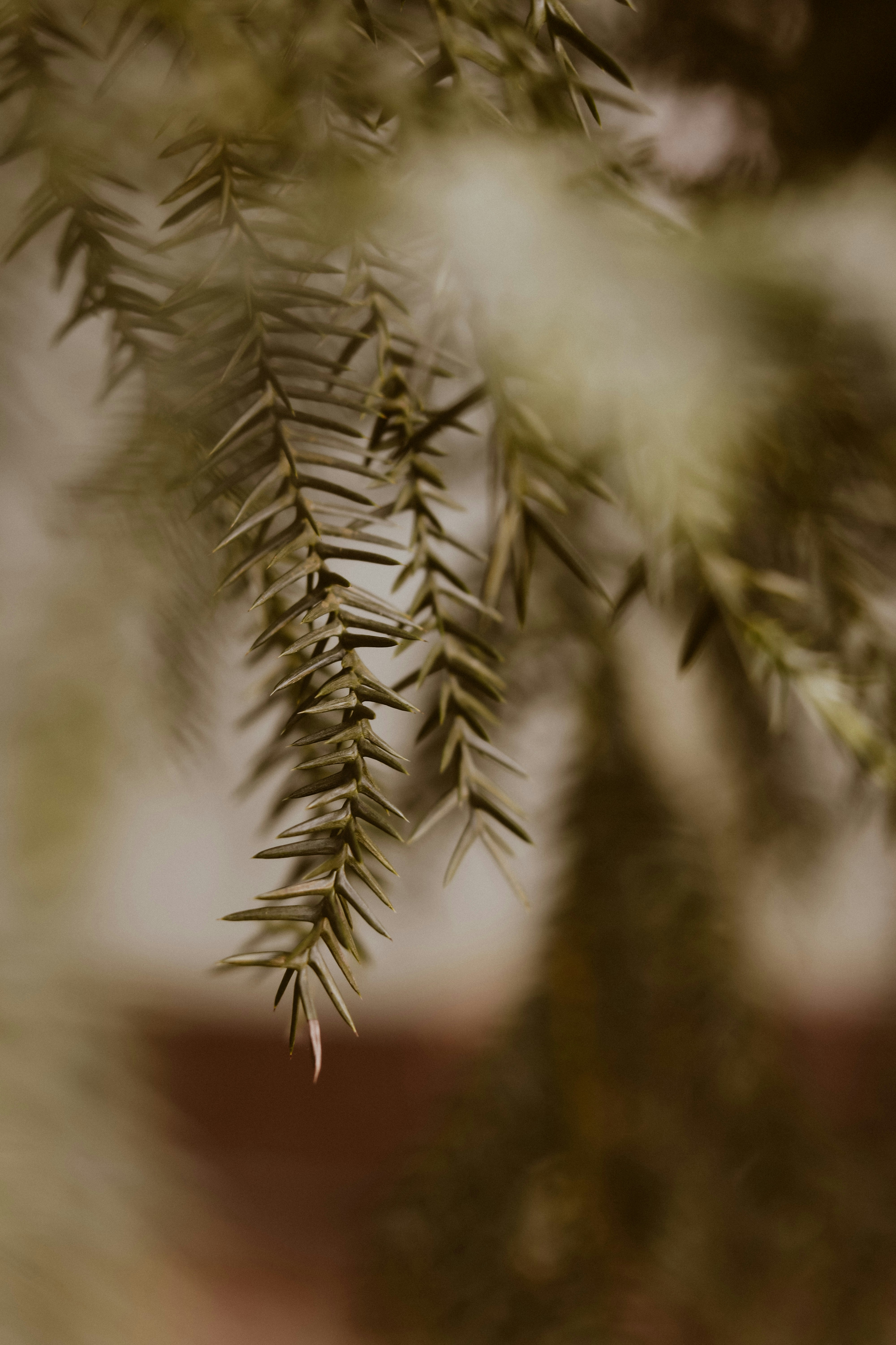 Photo by arafatshowrab