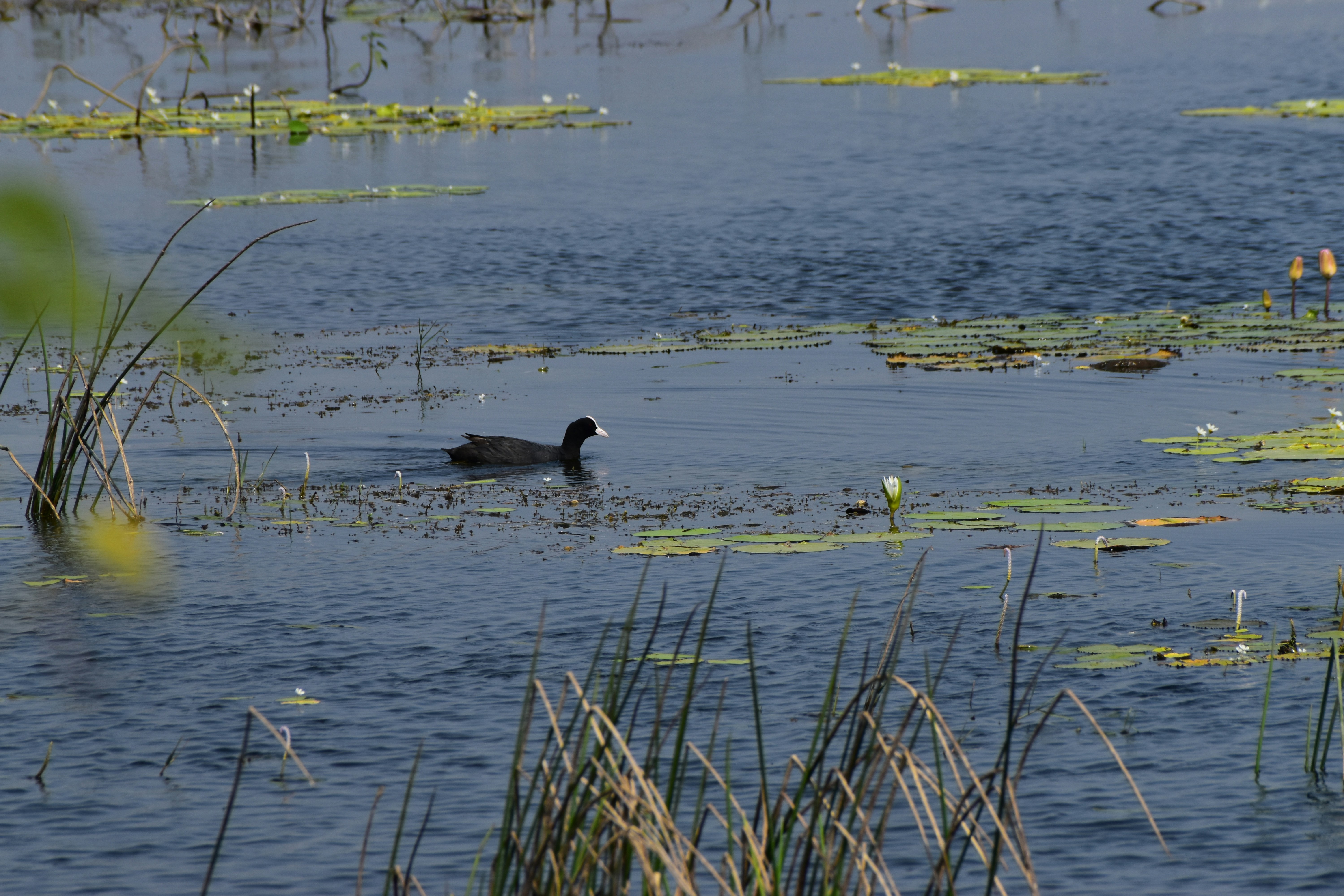 Photo by rvsubramani