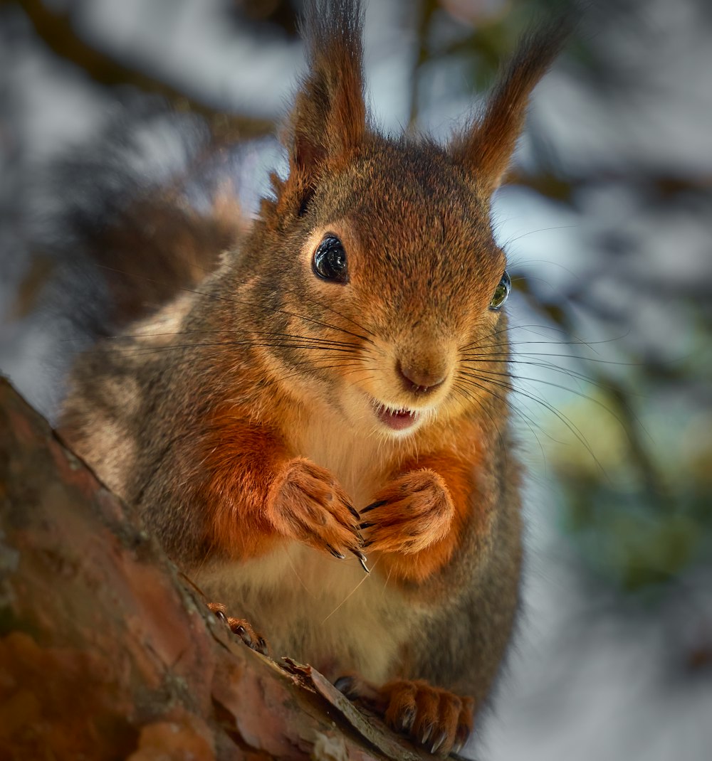 Braunhörnchen auf braunem Ast tagsüber