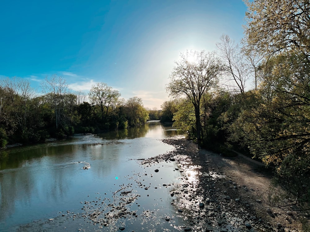 green trees beside river under blue sky during daytime