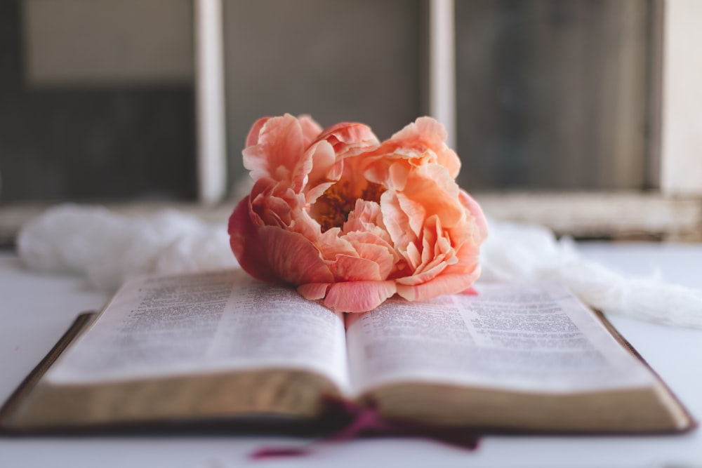 pink flower on book page