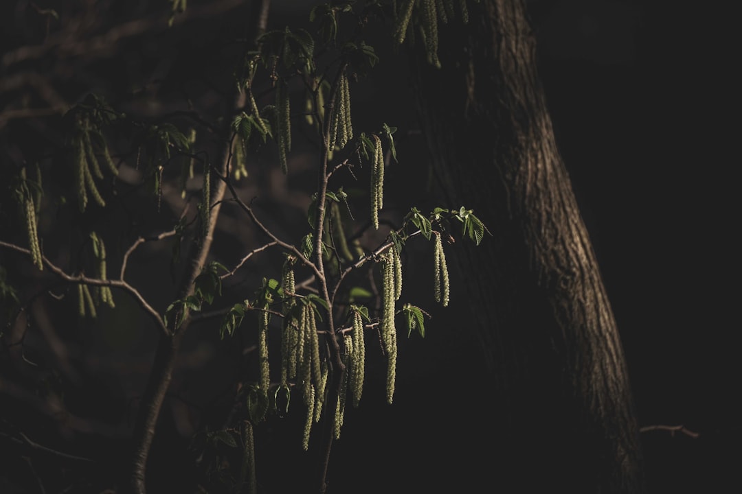 green leaves on brown tree