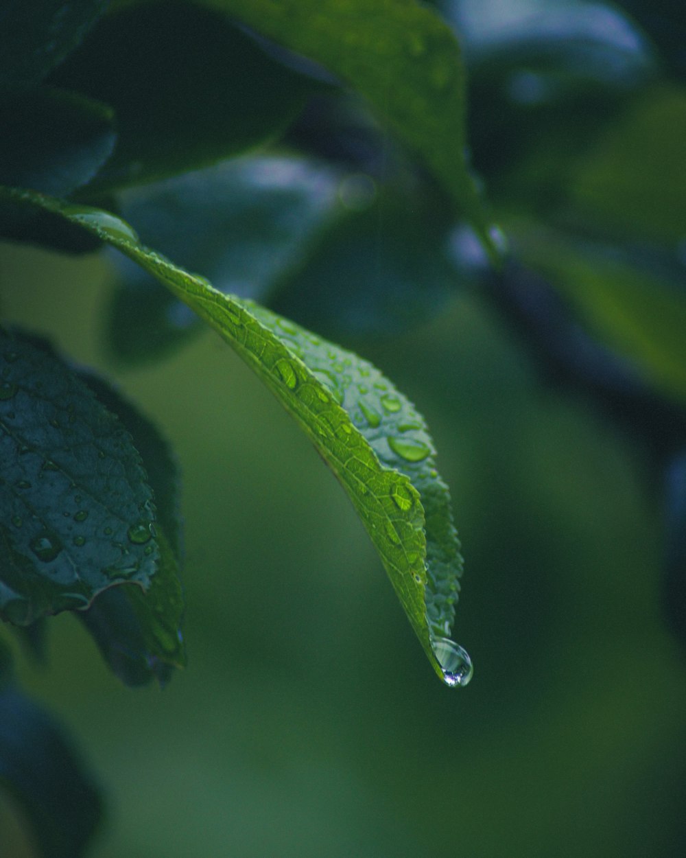 water droplets on green leaf