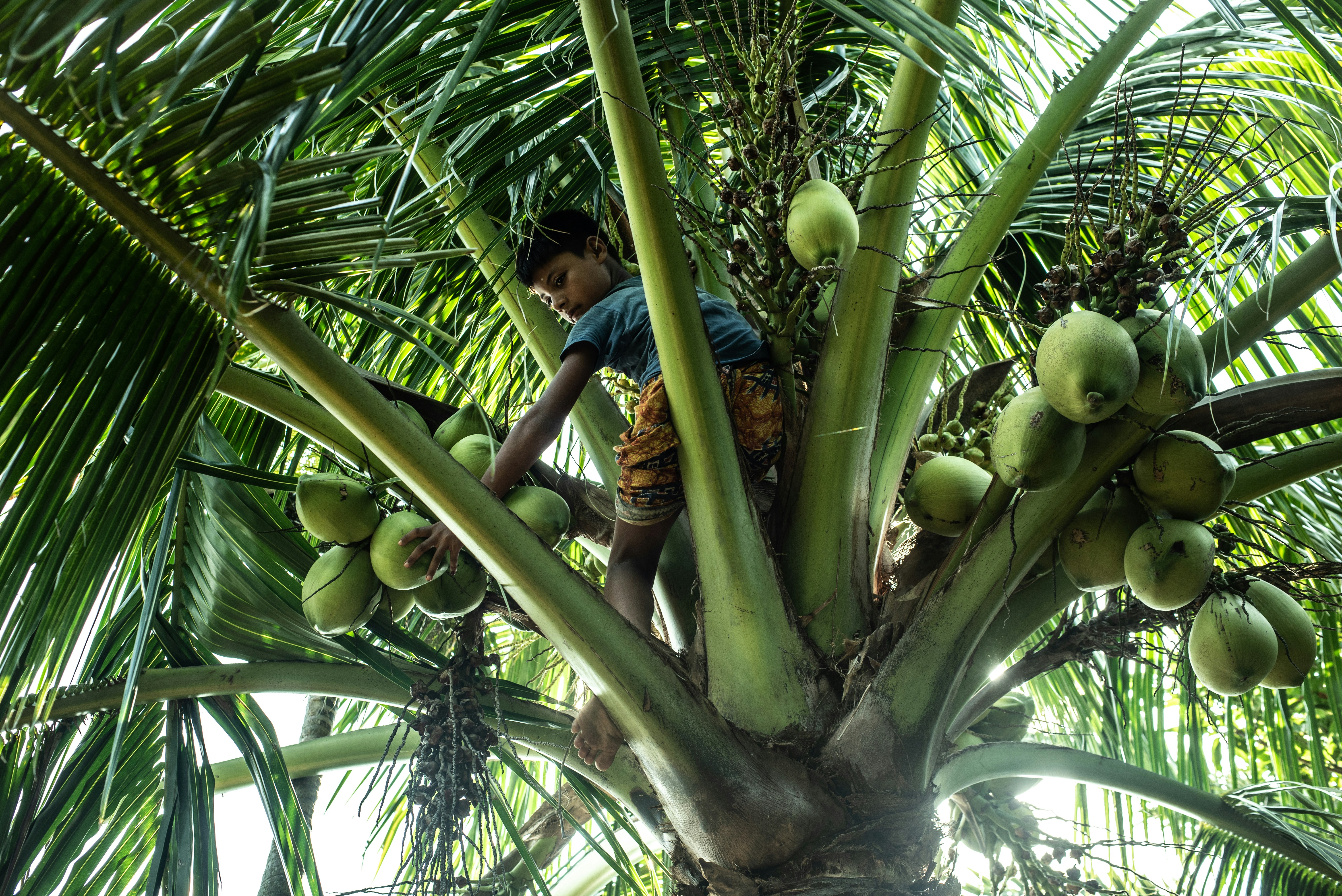 man in blue shirt holding green fruit