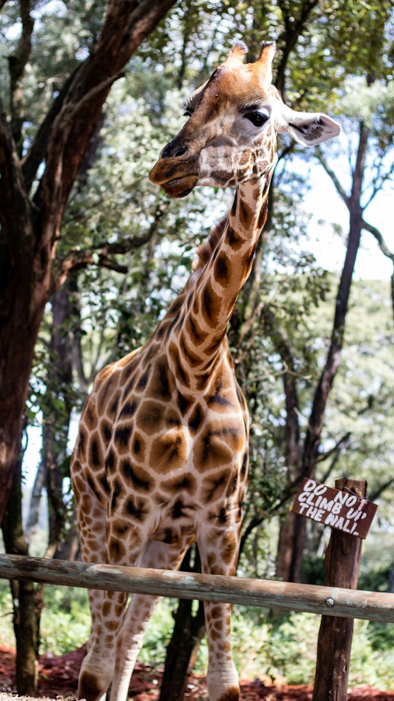 Bashful Giraffe Sticker