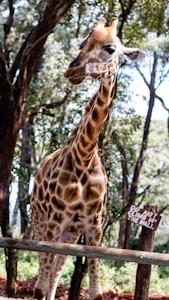Bashful Giraffe Sticker