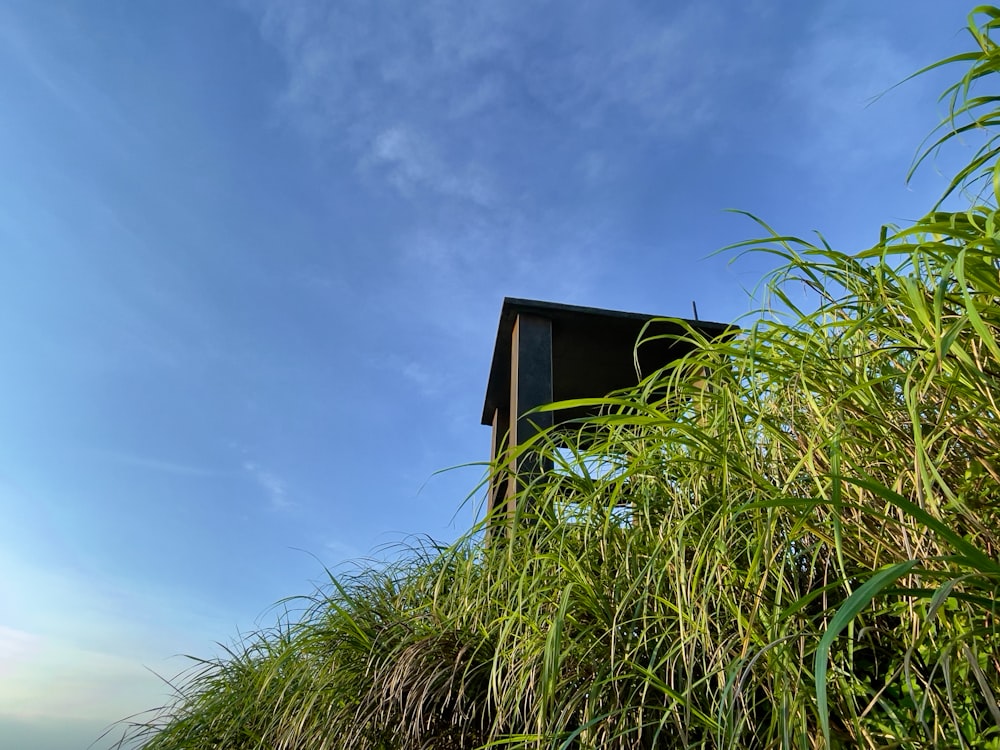 green grass under blue sky during daytime