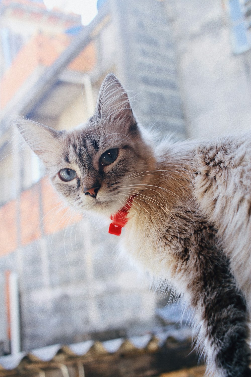 brown and white tabby cat