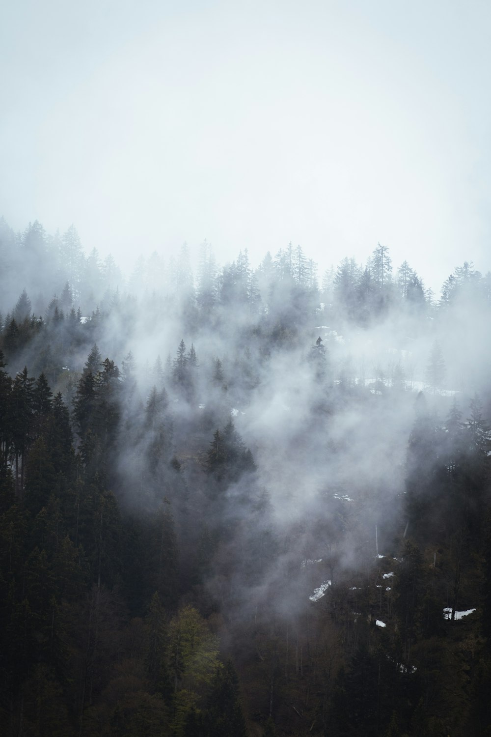 green trees covered by fog