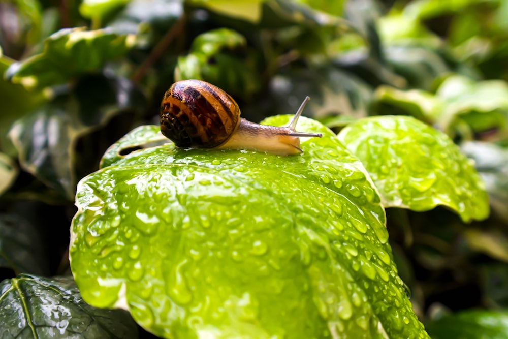 caracol marrón en hoja verde