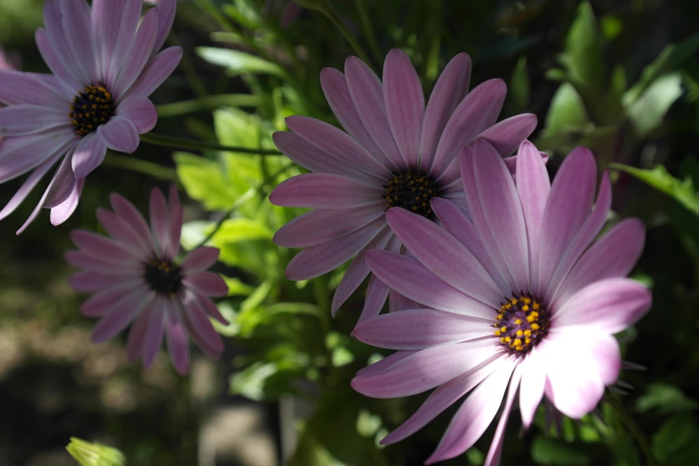 purple flower in tilt shift lens