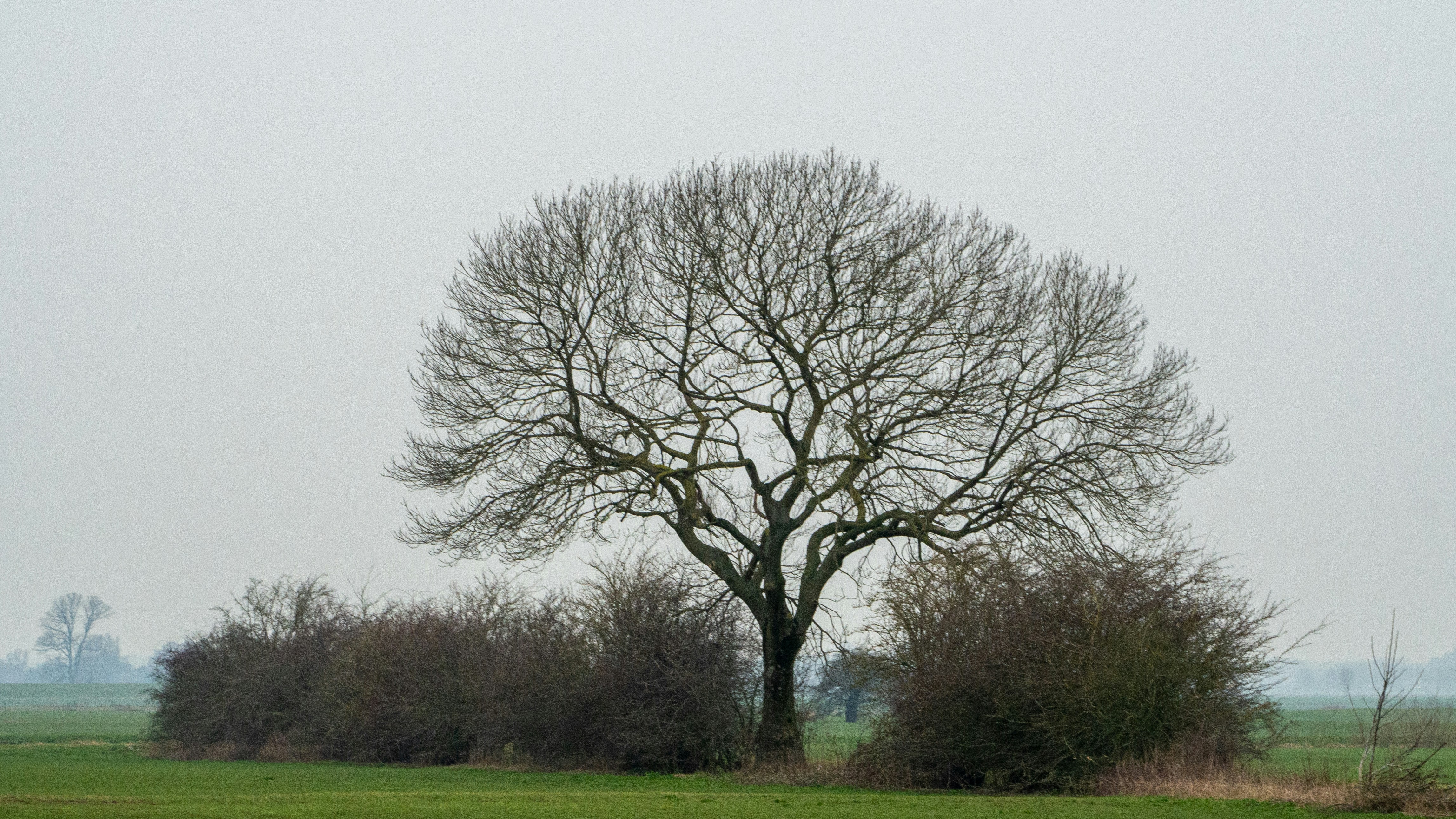 leafless tree on green grass field