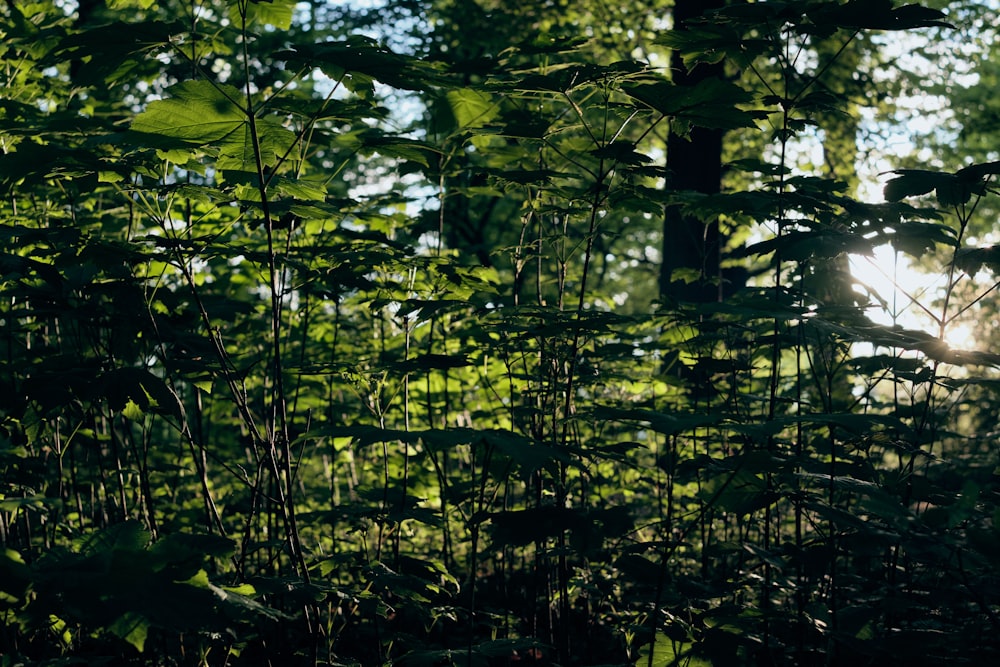 the sun is shining through the trees in the forest