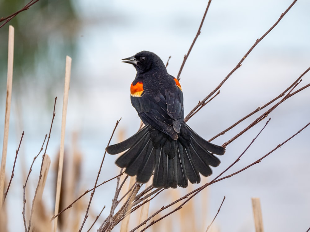 black and yellow bird on brown tree branch during daytime