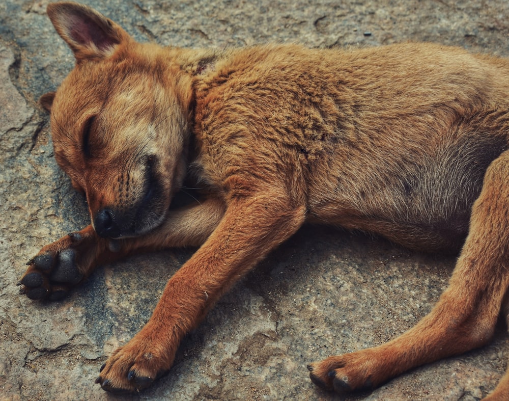 brown short coated dog lying on gray sand