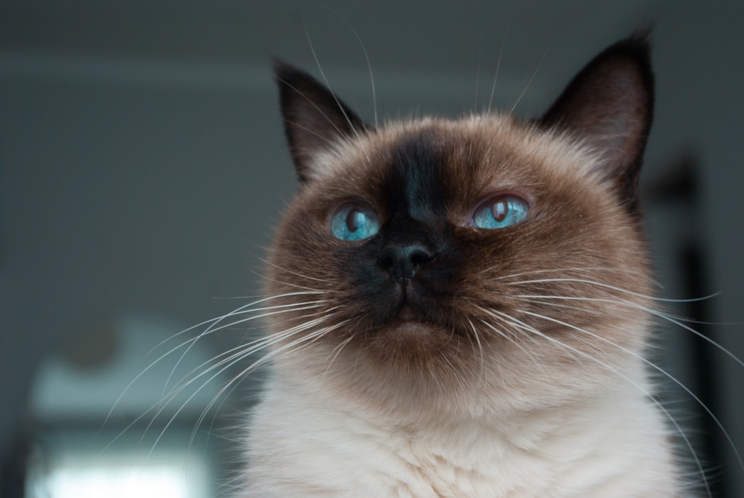 brown and white cat with blue eyes