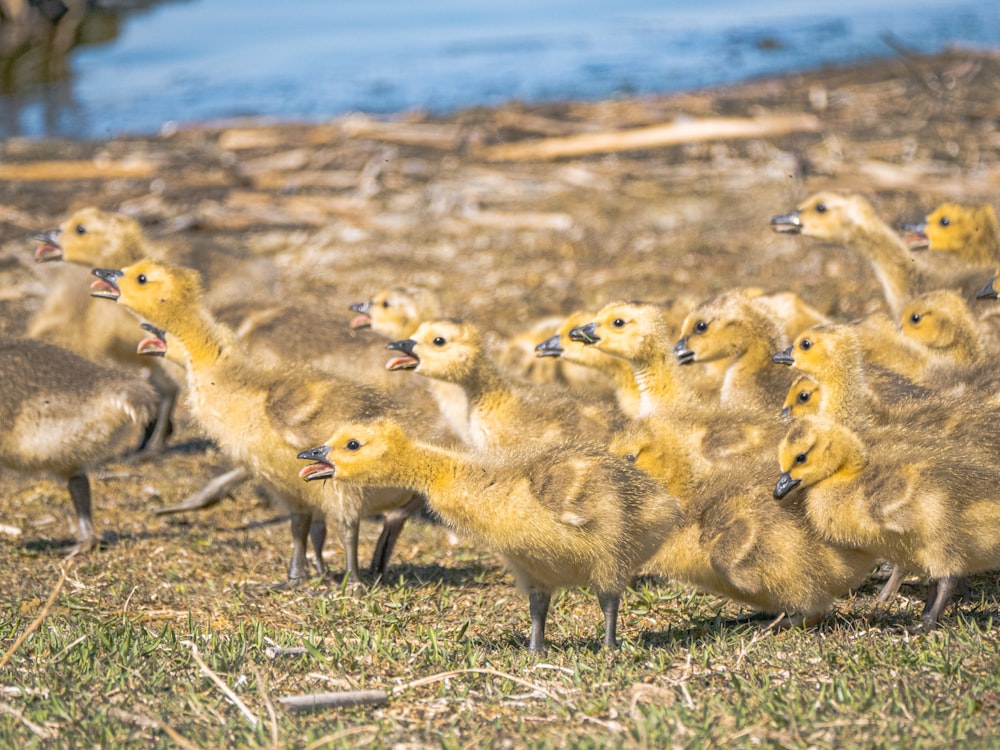 group of brown animals on green grass field during daytime