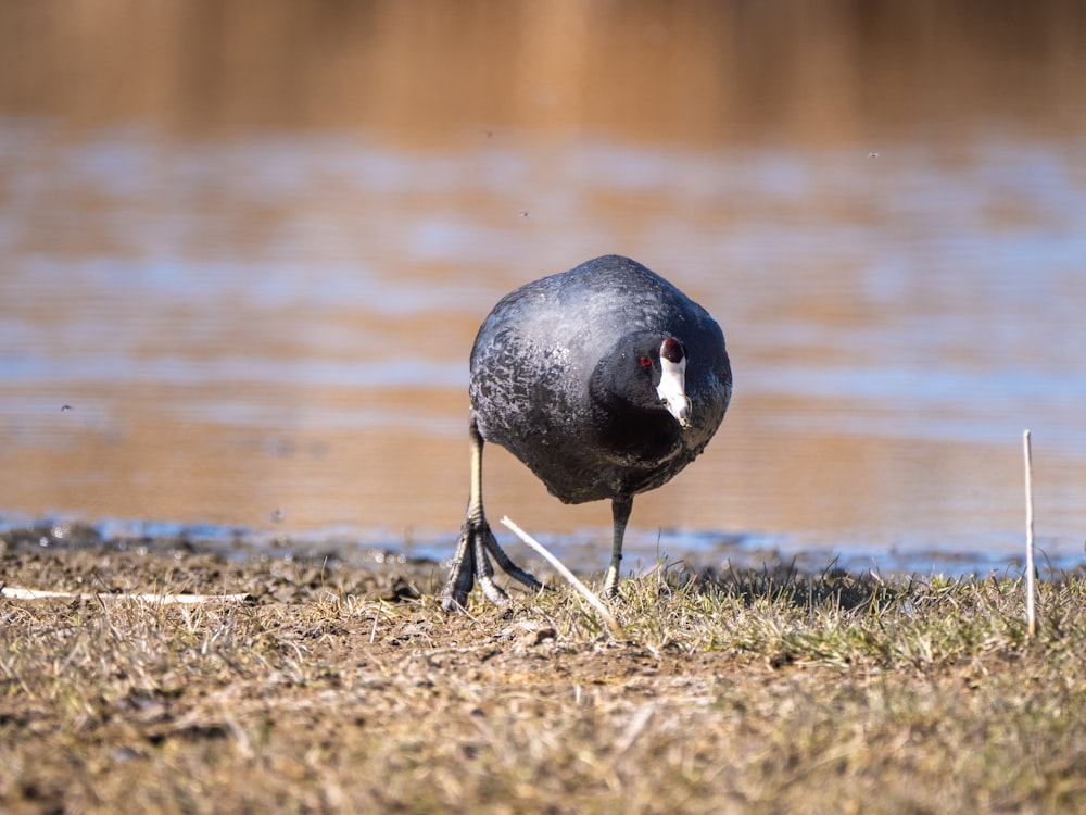 black bird on brown grass near body of water during daytime