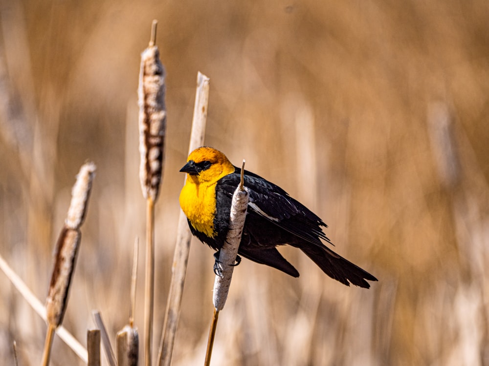 yellow and black bird on brown tree branch during daytime